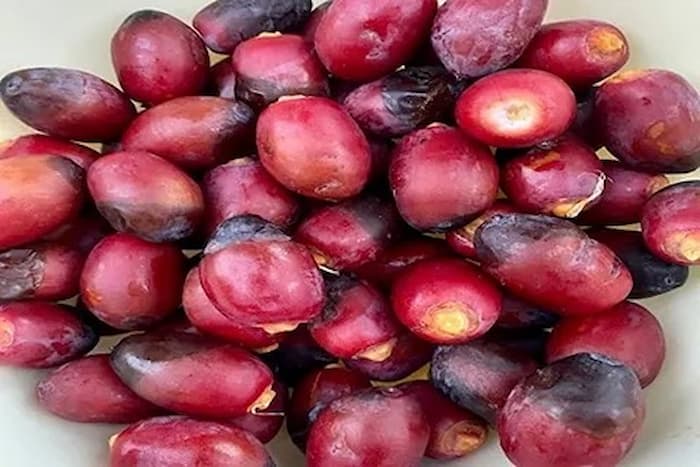 تصویر 1 از خرید خرما خارک قرمز + قیمت فروش استثنایی